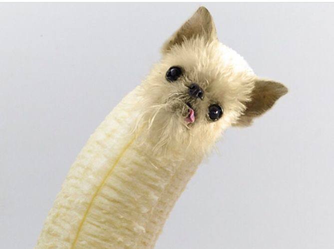 A chihuahua crossed with a banana